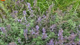 Wildflower Seed Growing Wildflowers [upl. by Aleakim]