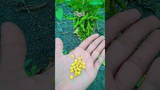 Soybean  Kinjal Dave soyabean kinjaldavefoodtrending shorts [upl. by Laurie]