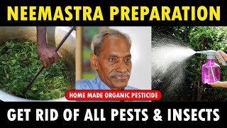 NEEMASTRA Preparation  Subhash Palekar  How to make ORGANIC Pesticide  Insecticide at Home [upl. by Akimehs]