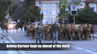 Herding Cows at La Transumanza Italy [upl. by Annoet]