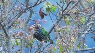 Sounds of Brown headed barbet [upl. by Ahsekyw996]