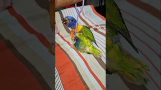 Dancing lorikeet bird [upl. by Spielman625]