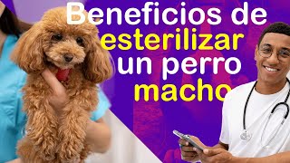 🐶Beneficios de esterilizar a un perro macho [upl. by Ynoep]