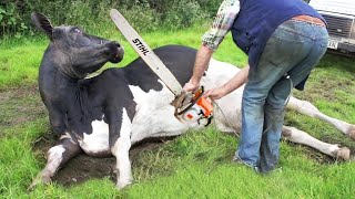 Extreme Farming Adventure Dangerous Chainsaw Cutting Cow Milking amp More [upl. by Coffeng956]