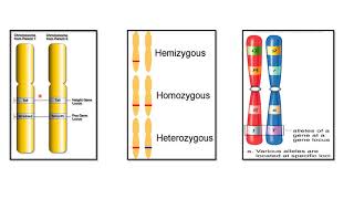 ALLELES  CODOMINANT ALLELES  EXAMPLES [upl. by Bainbridge538]