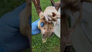 Deer skull mount low temphigh quality simple process [upl. by Dorothee]