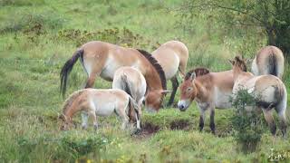 Przewalski Wildpferde Naturschutzgebiet Exe Aschaffenburg Schweinheim [upl. by Althee]