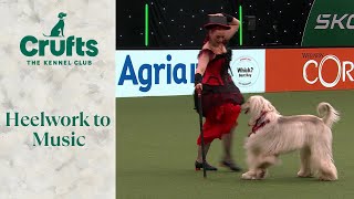 Incredible Afghan Hound WOWs The Crowd with Heelwork To Music Routine 🐶👚 Crufts 2024 [upl. by Anilasor]