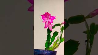 Christmas Cactus Bloom cactusflower cactus trending [upl. by Micheal]