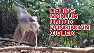 Suara ciblek paling manjur Untuk pancingan ciblek tangkapan atau macet Ciblek gacor [upl. by Gapin]