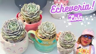 COMO CUIDO LA SUCULENTA ECHEVERIA LOLA 💞❔ [upl. by Edualc]