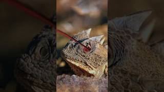 Horned Lizard The Lizard That Shoots Blood from Its Eyes [upl. by Asaert]