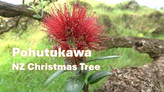 Pohutukawa Metrosideros excelsa Identification [upl. by Nadoj221]