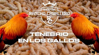 El Tenebrio en los Gallos [upl. by Ajnotal]