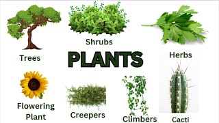 Types of Plants [upl. by Tsui]