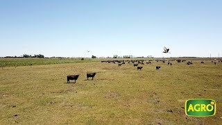 Sorgo en la estrategia de un planteo de cría de la cuenca del Salado 763 20180317 [upl. by Hanson]