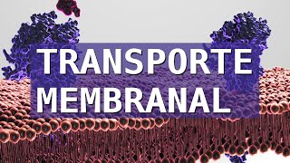 ¿CÓMO PASAN LAS SUSTANCIAS A TRAVÉS DE LAS MEMBRANAS CELULARES Transporte Membranal [upl. by Valentino]