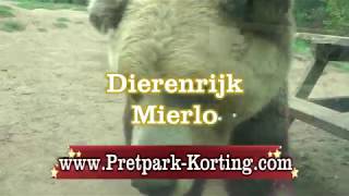 Dierenrijk Mierlo [upl. by Lemar62]