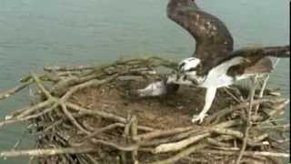 Rutland Ospreys 2014  17 March 13 07hrs  Mrs5R back with flapping fish [upl. by Letch296]