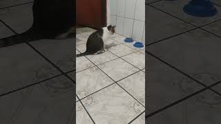 Gato bola comendo um inseto brasil cat sp usa funny fun funnyvideo mg rj brawl [upl. by Ablem769]