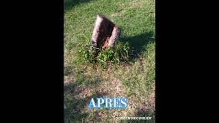 ARBRE COUPÉ 😊 A LA SCIE 😳 [upl. by Ariait]