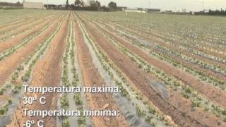 Colección audiovisual sobre Horticultura LECHUGA [upl. by Nassi]