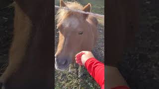 Pony and horse in Gotland [upl. by Yaeger201]