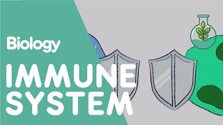 The Immune System  Health  Biology  FuseSchool [upl. by Enetsuj]