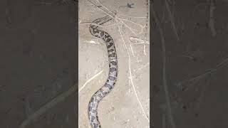 बहुत ही दुर्लभ सांप है ये Daboia palaestinae viper रास्ते मे मिला😱😱 saamp videoGaonRiDhara [upl. by Dafna]