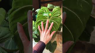 Philodendron gloriosum plants crazyplantlady indoorplants philodendron philodendrongloriosum [upl. by Sirron]