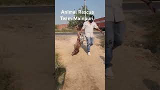 Animal Rescue Team Mainpuri Pls Drive Carefully 🚗 animals dog rescue doglover humanity [upl. by Garrett]