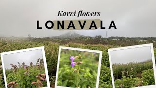 Exploring the Beauty and Secrets of Karvi Flowers [upl. by Hairim]