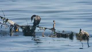 Little Cormorant  Short video 4KUHD Birds Photography  Wildlife Animals [upl. by Ahsyad]