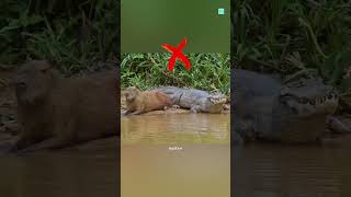 Do Crocodiles Eat Capybaras [upl. by Akemad]