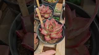 Agavoide X romeuplantas garden succulent suculentasbrasil suculentasecactos agavoides [upl. by Hamimej]