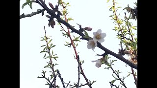 Amandier Prunus amygdalus ou Prunus dulcis Il fleurit le premier [upl. by Fitzsimmons]