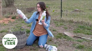 Planting Grapes And Berries With The Farmers Wife [upl. by Alyson]