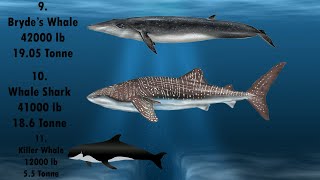 Heaviest Sea Monsters In The World  Ranked by Weight Comparison [upl. by Ragnar863]