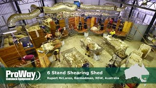 ProWay  6 Stand Shearing Shed [upl. by Hobbs]