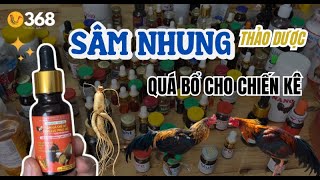 quotSÂM NHUNG thảo dượcquot  Bí quyết tăng lực siêu nhanh cho gà chuẩn bị ra sân [upl. by Aeel]