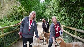 Volunteering at Durrell [upl. by Talich]