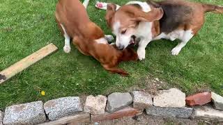 Yard Basset Hound Tussle [upl. by Seyah119]