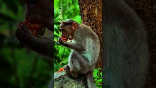 Monkey eating fresh papaya on a tree shorts money anime trending viralvideo [upl. by Ennaeiluj]