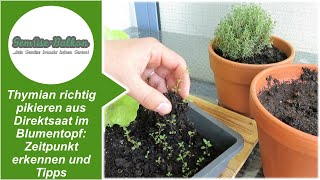 Thymian 🌿 richtig pikieren 🤏 aus Direktsaat 🌱 im Blumentopf Zeitpunkt 🕓 erkennen und Tipps [upl. by Giza606]