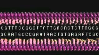 DNA Transcription Translation Replication [upl. by Glover]