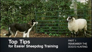 Top Tips for Sheepdog Training Part 1 Remember the Dogs Hunting [upl. by Llemaj]