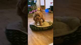 SUPER FUNNY DOG VIDEO  cookie falling down from pillow and attacking it 🤣🤣🤣🤣 [upl. by Nyrehtac]