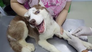 Huskys First Visit to the Vet  ViralHog [upl. by Halda]