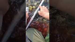 How to Dispatching and take home the salmon fbreels amazing salmon fishinglife [upl. by Pinckney127]