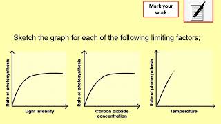 Limiting Factors of Photosynthesis [upl. by Htrow722]